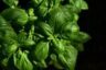 basil, herb, ingredient, leaves, aromatic, nature, taste, culinary herbs, seasoning, kitchen, italy, italian cooking, garden, fresh, growth